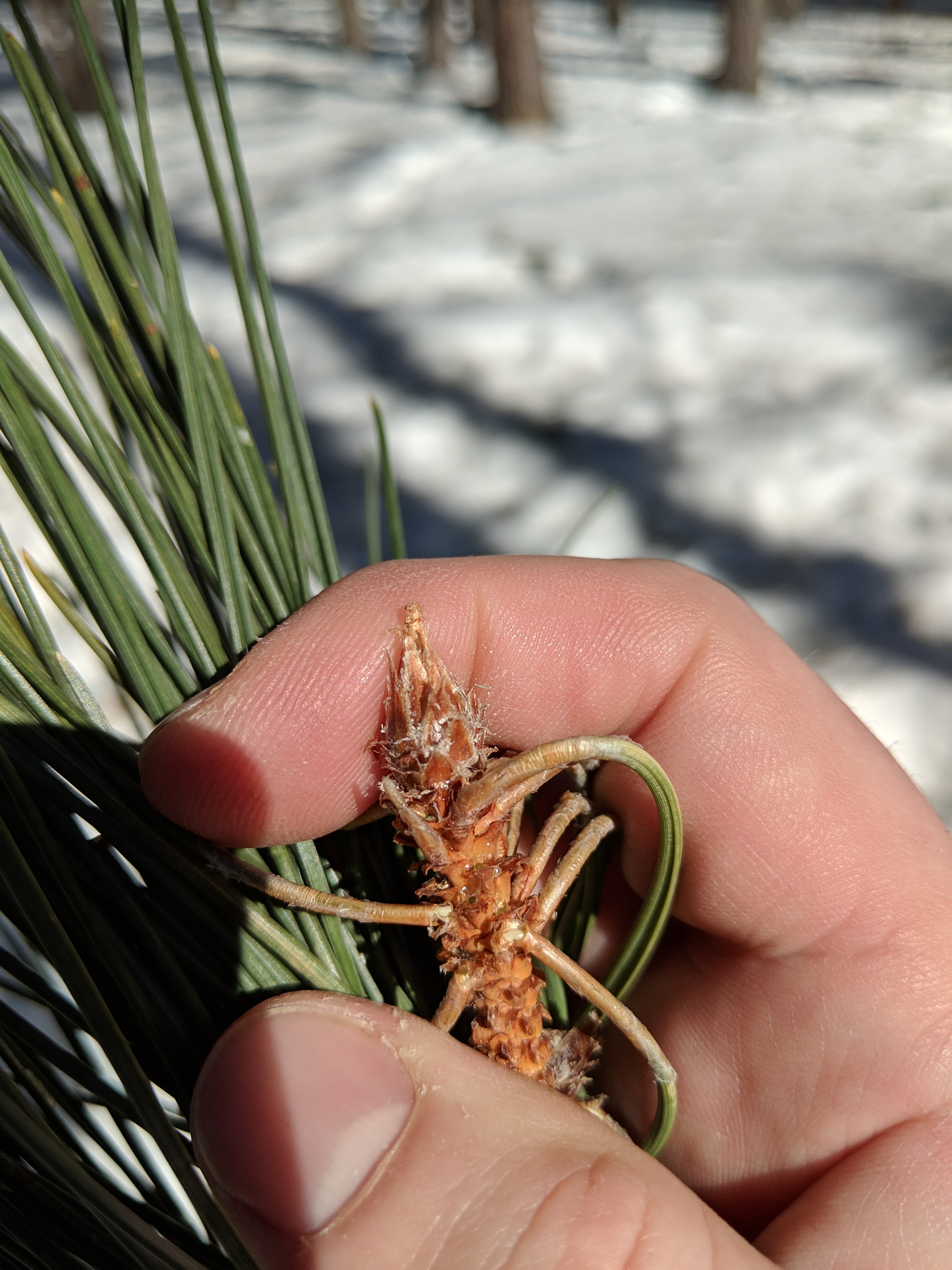 red pine bud