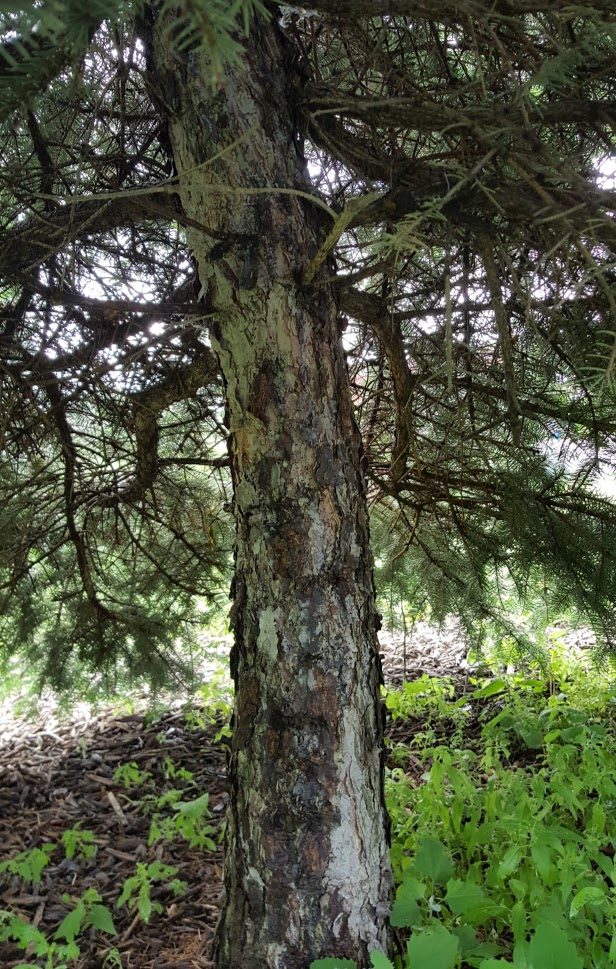Komaya's spruce bark