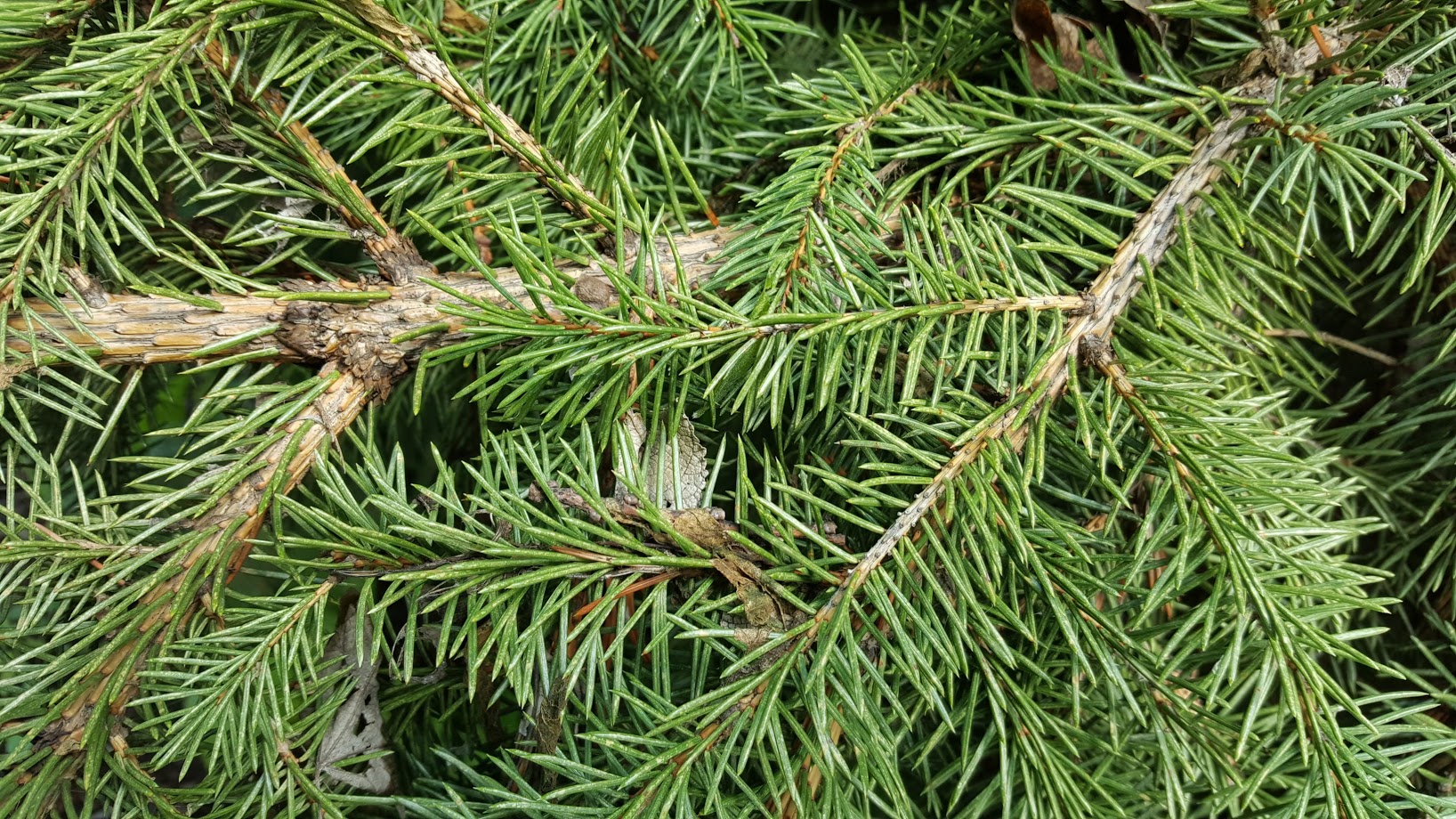 Komaya's spruce foliage