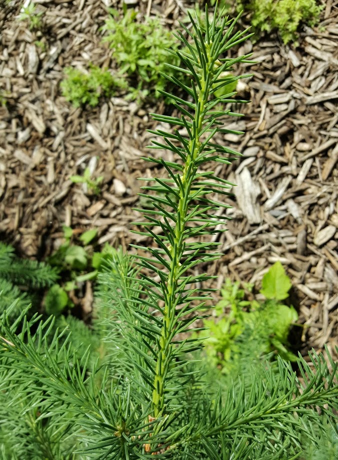 Komaya's spruce stem