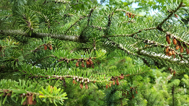 Korean fir branch