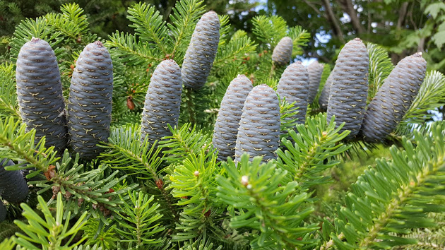 Korean fir cones