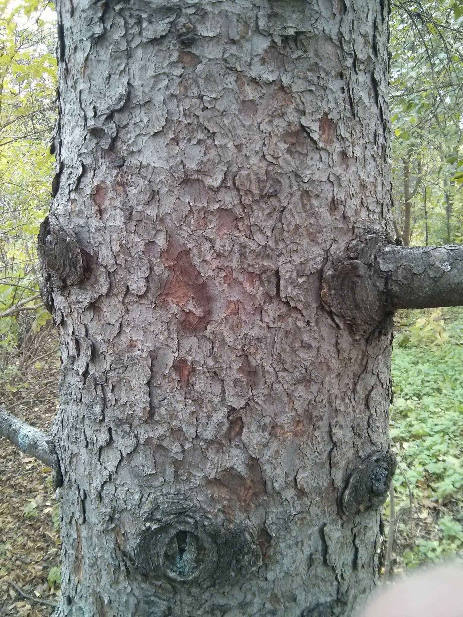 Norway spruce bark