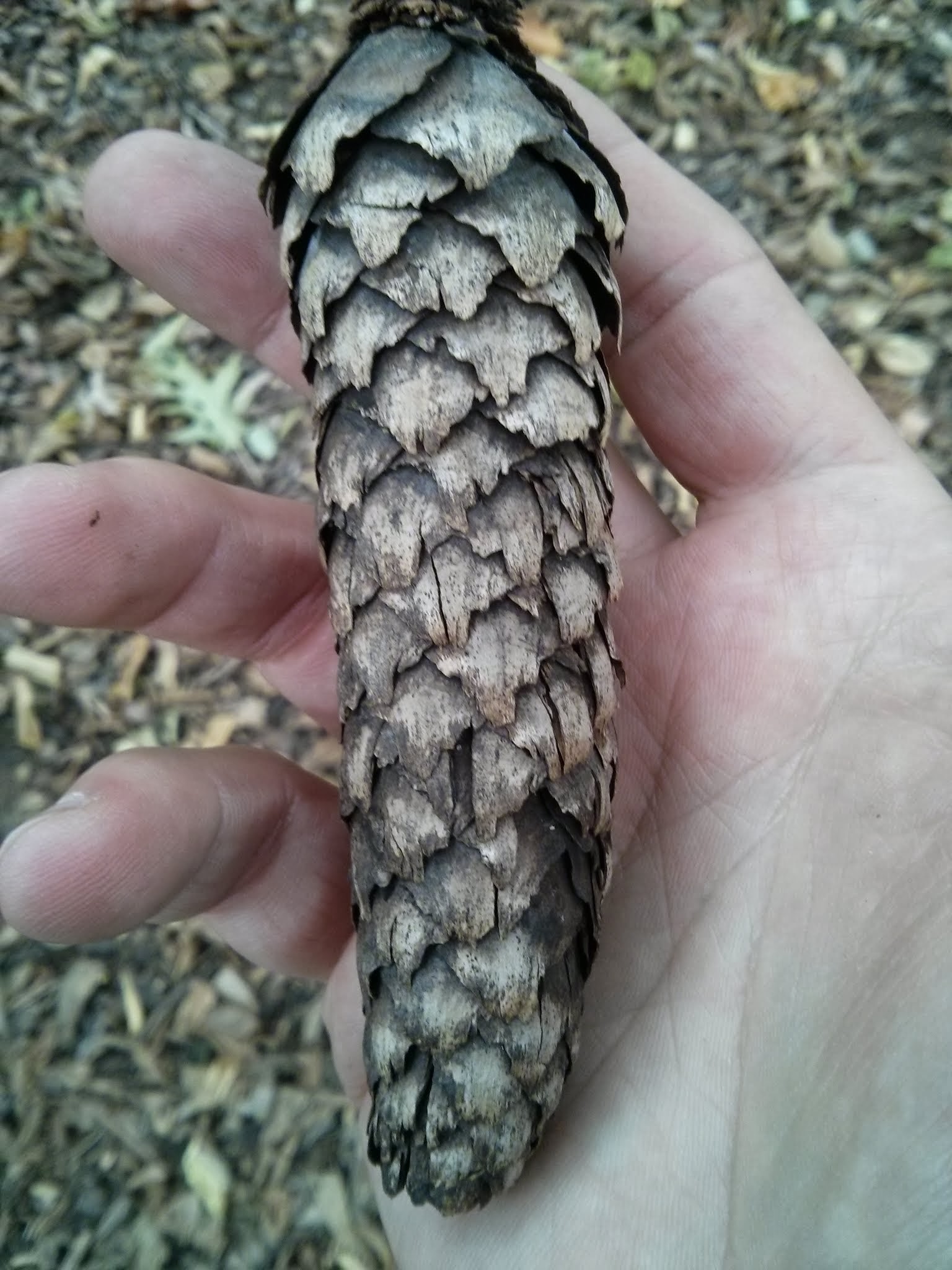 Norway spruce cone