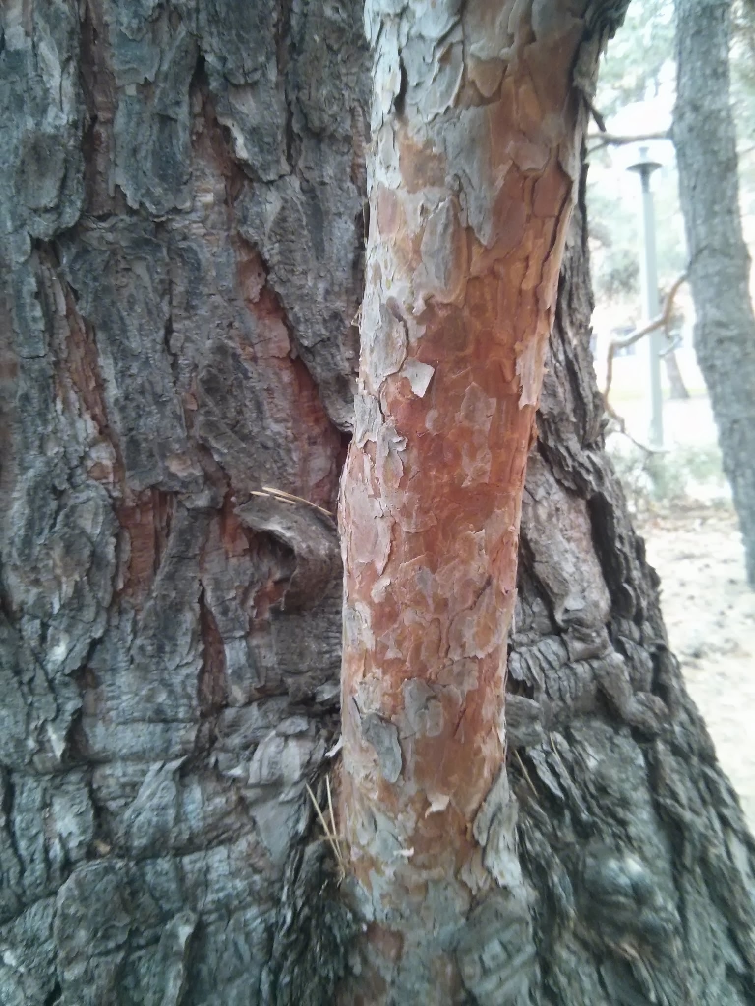 Scots pine bark