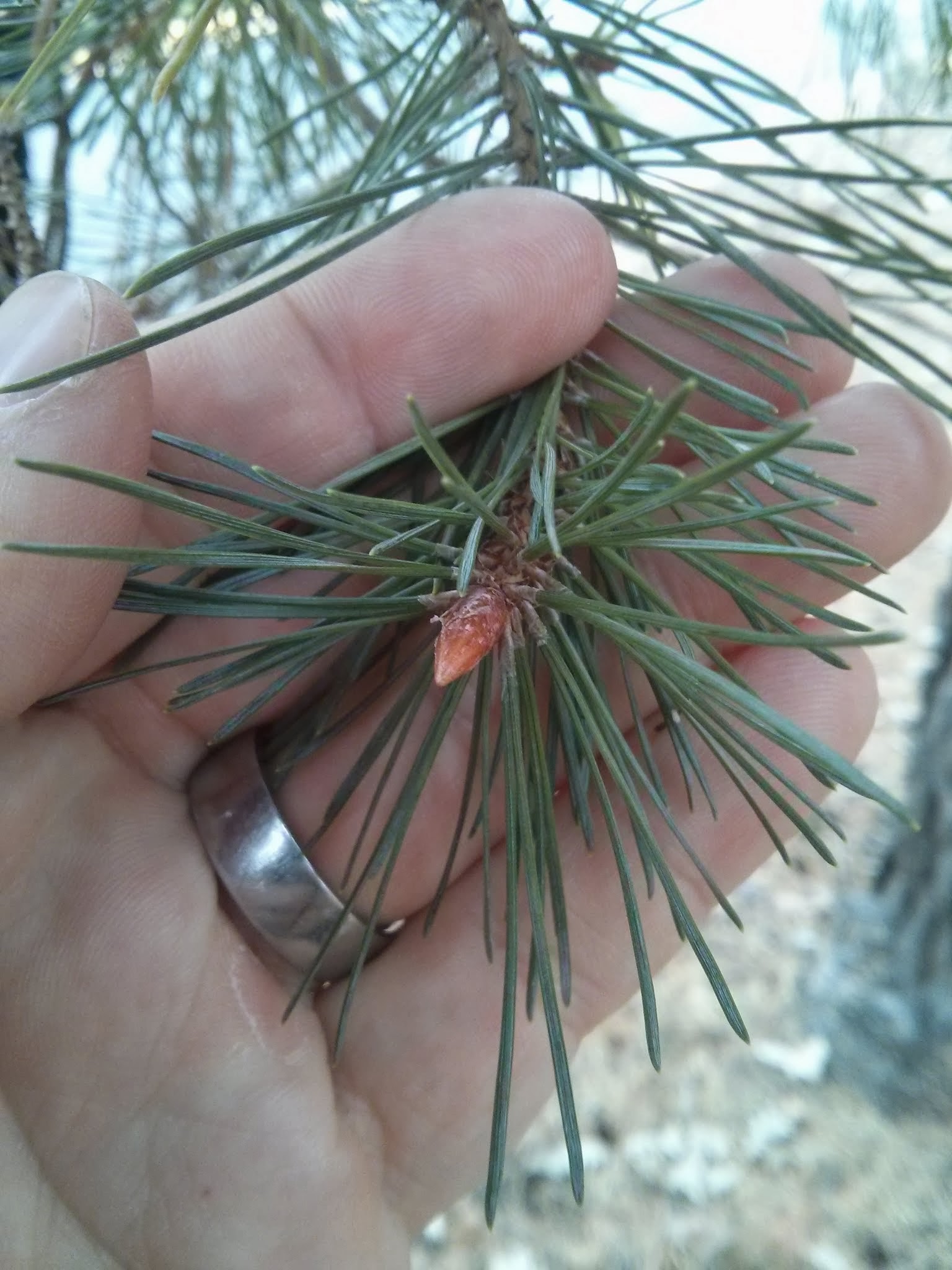 Scots pine bud