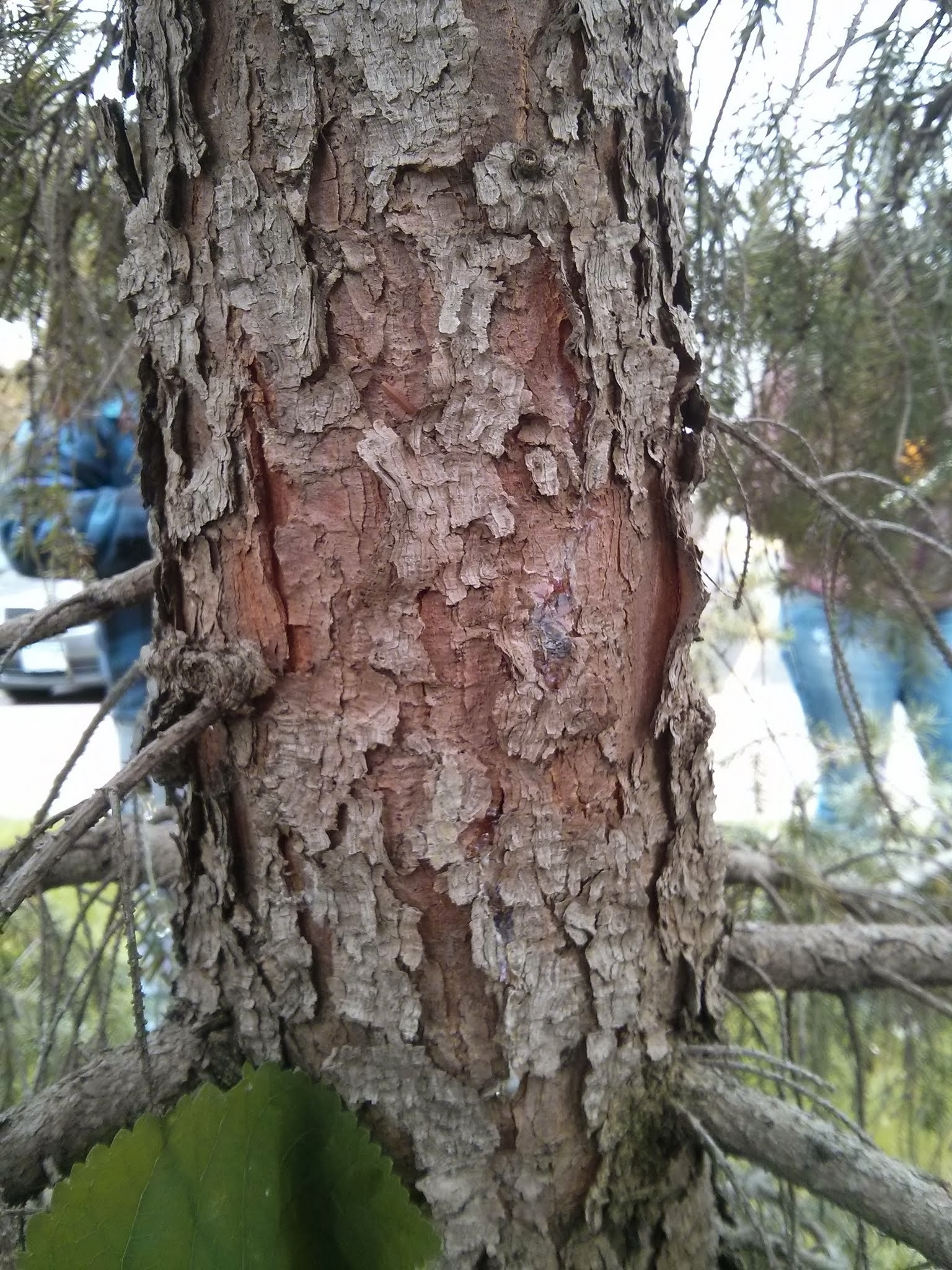 Serbian spruce bark
