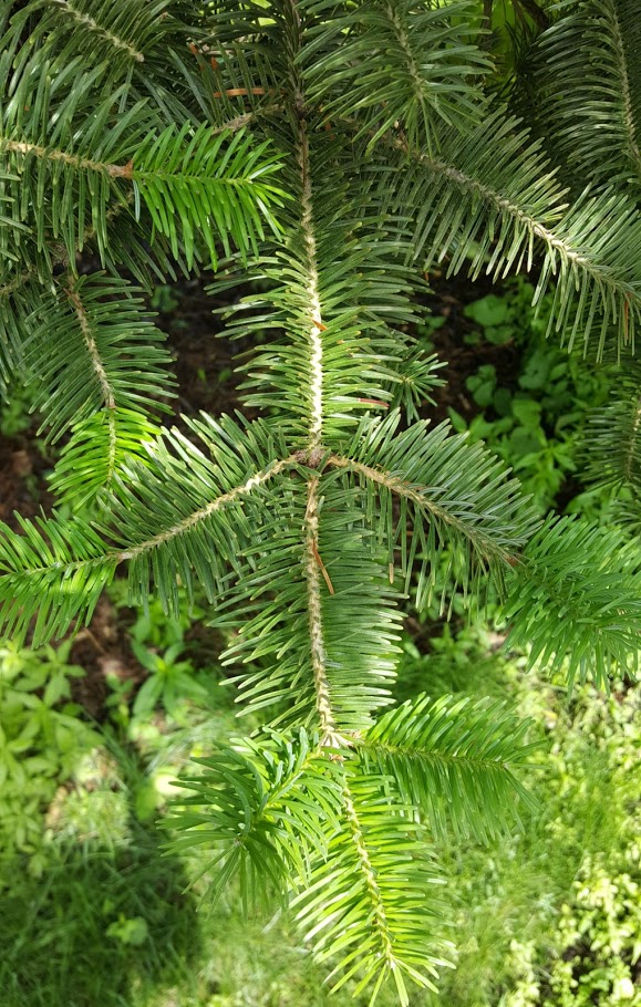 Turkish fir branch
