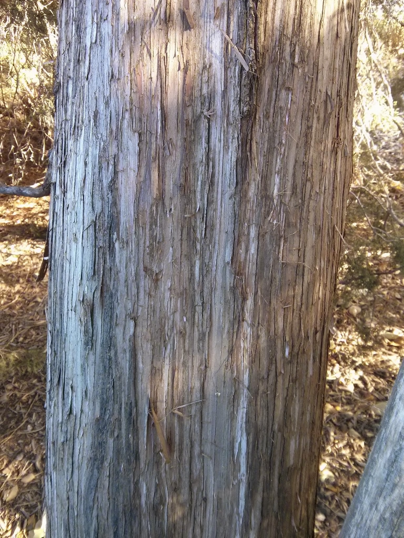 eastern red cedar bark