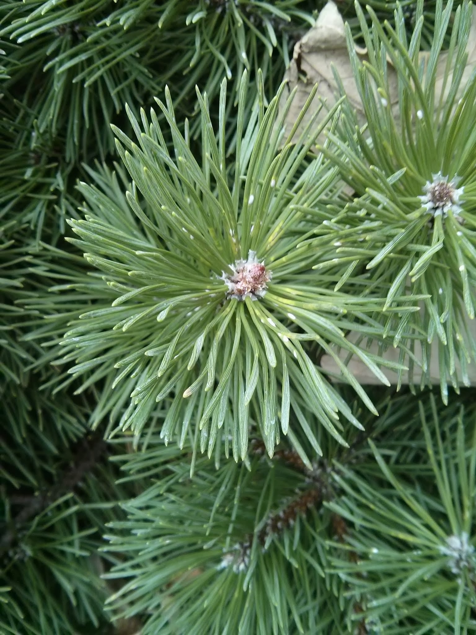 mugo pine bud