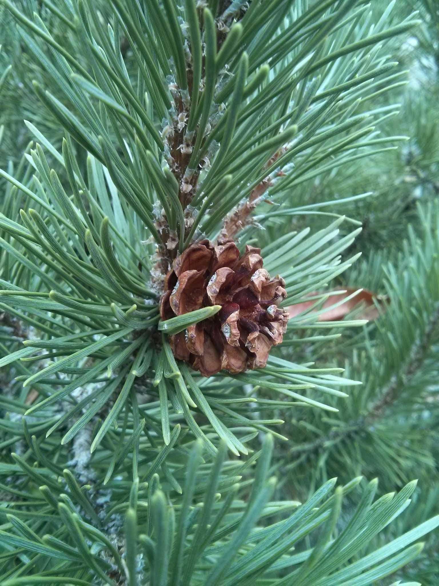 mugo pine cone