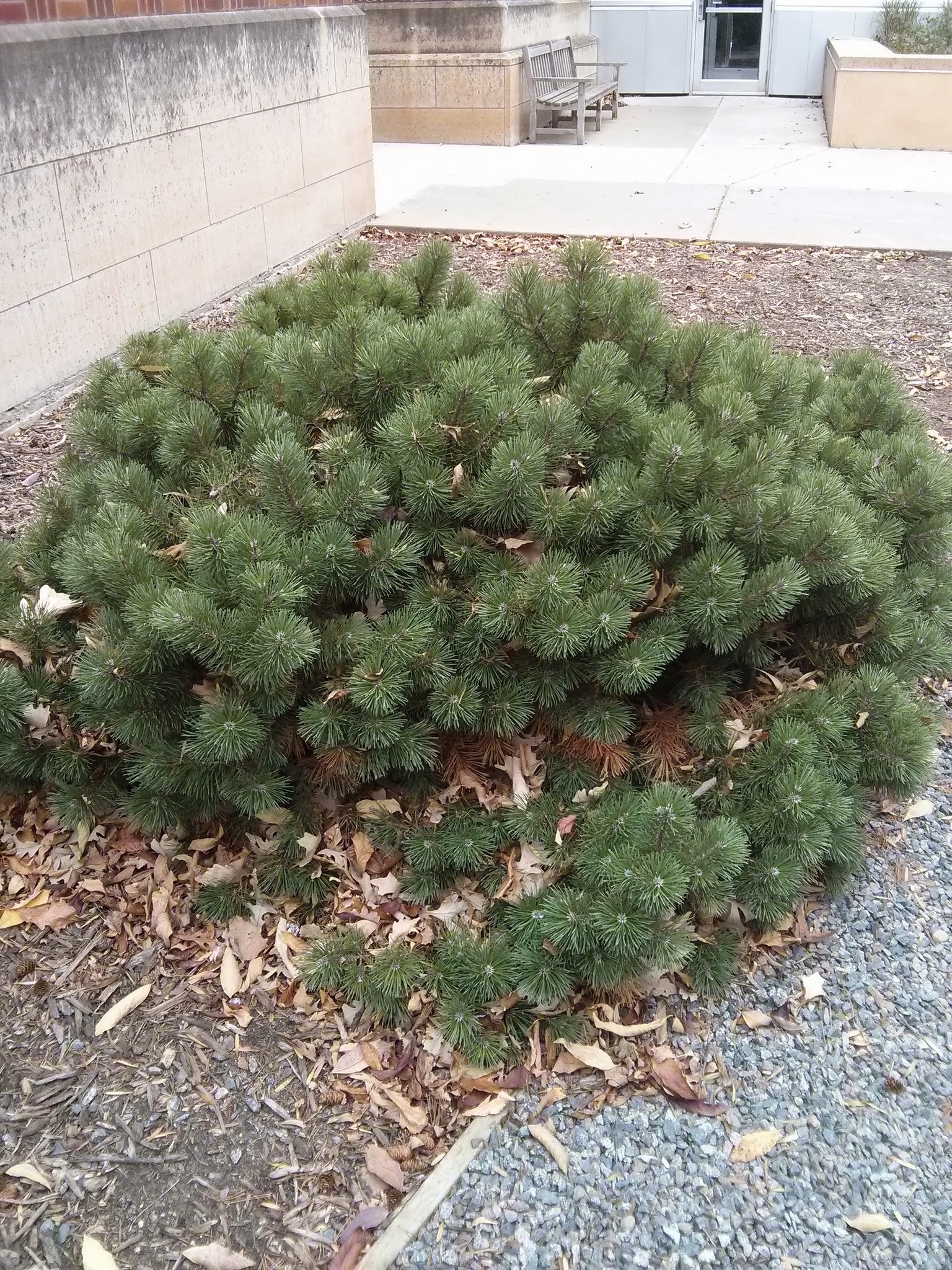 mugo pine form