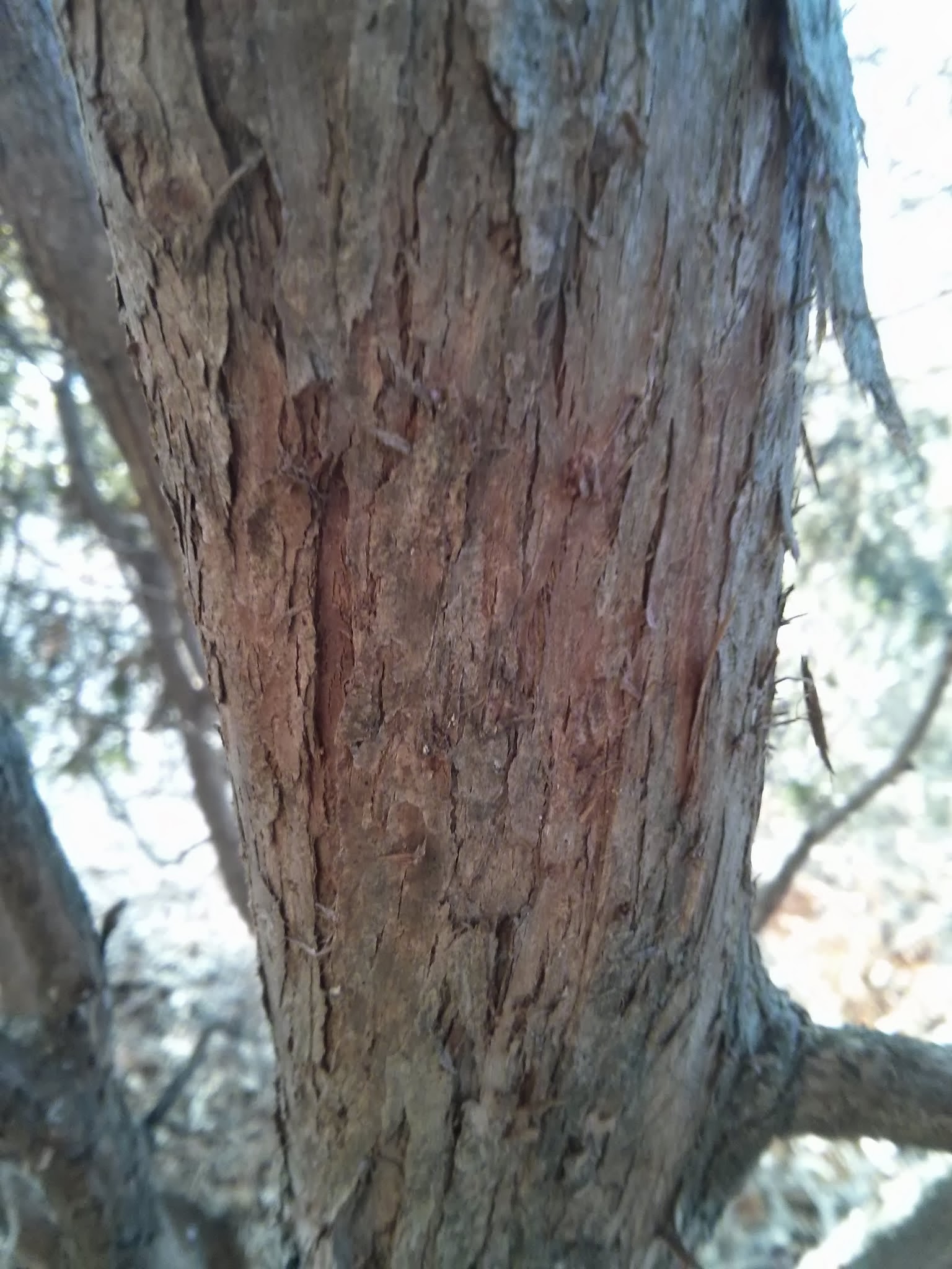 northern white cedar bark