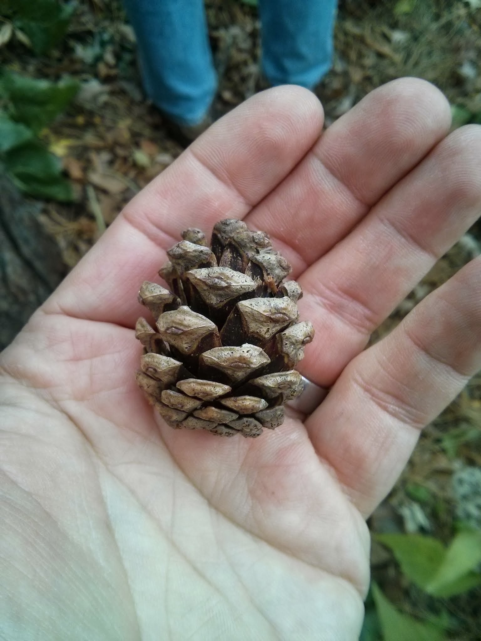 red pine cone