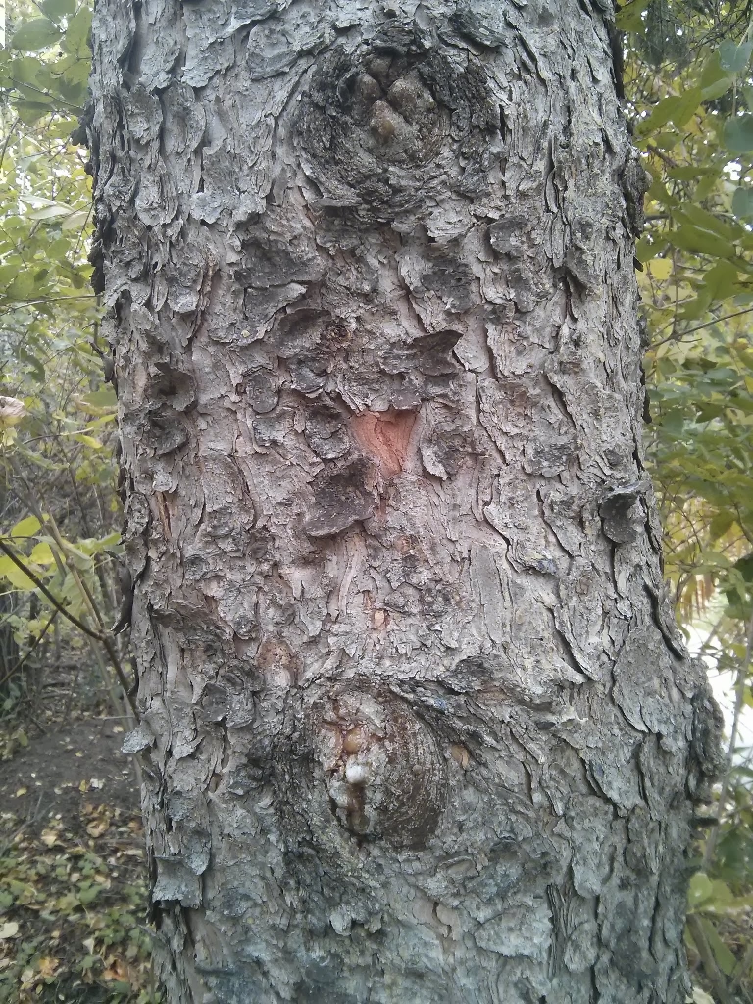 white spruce bark