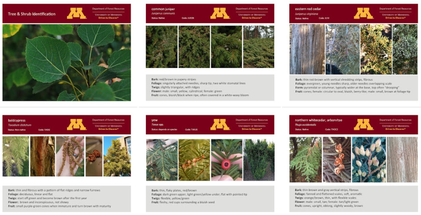 University of Minnesota Tree Identification Cards