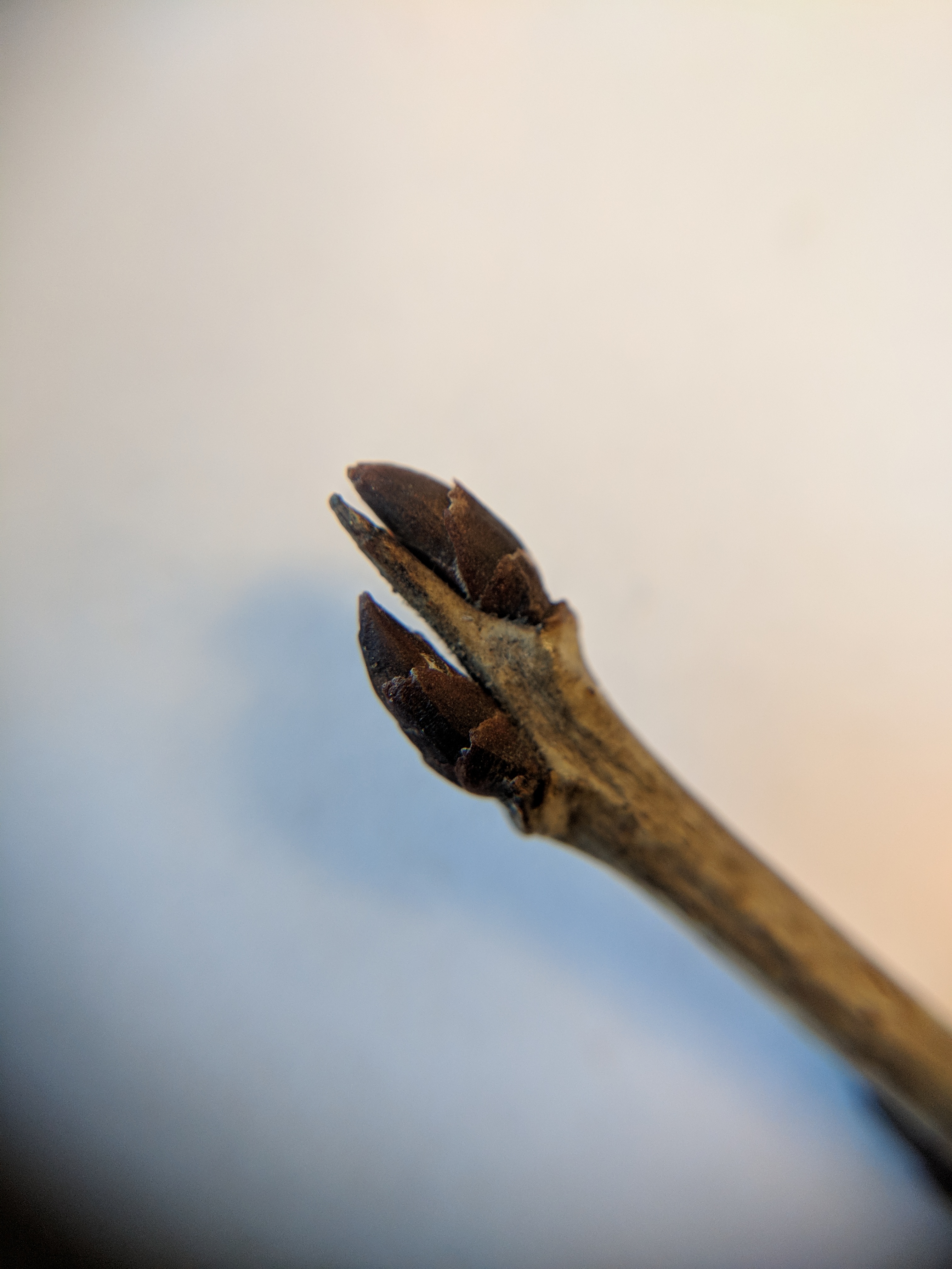 buckthorn_buds_and_spine