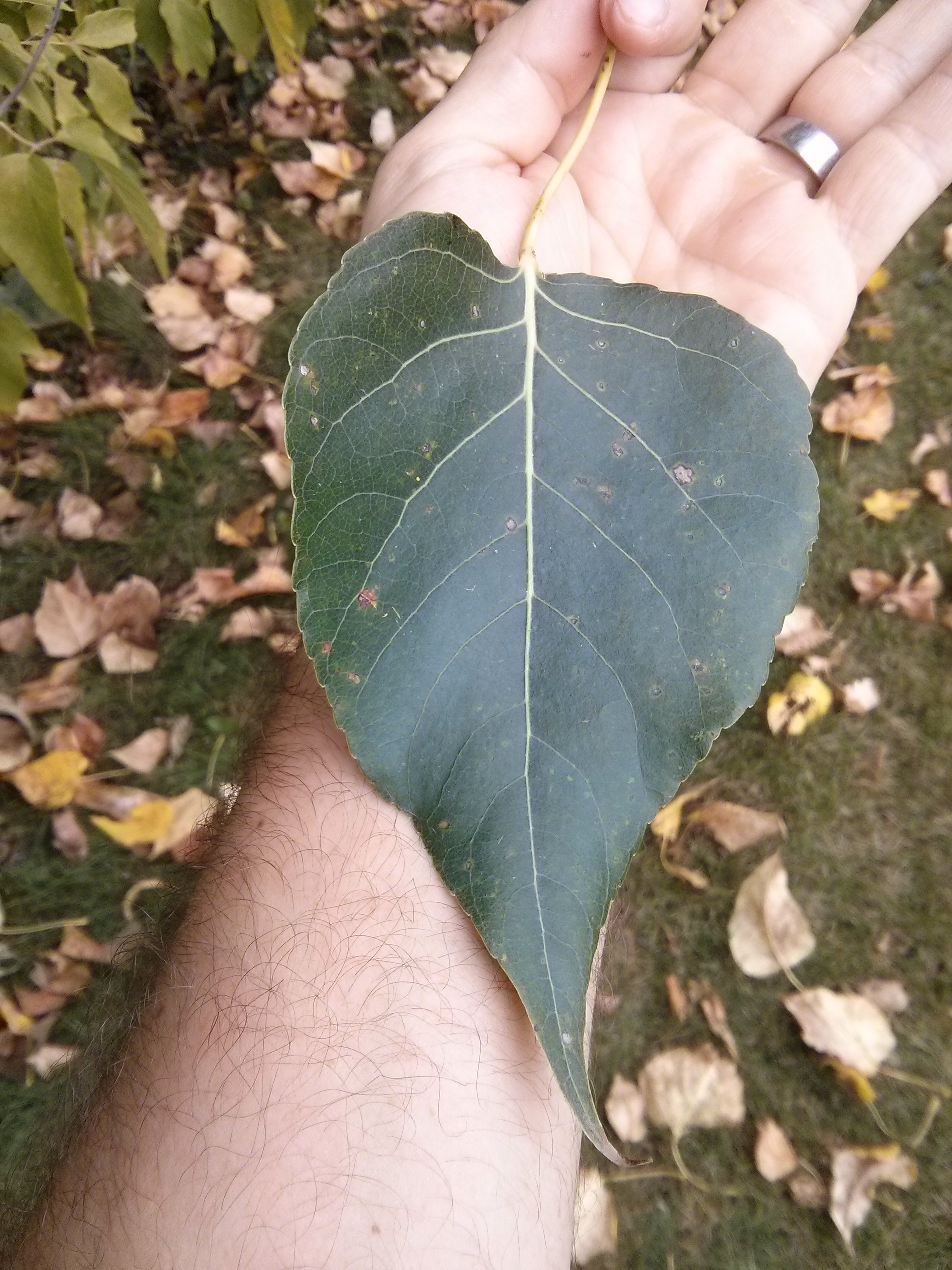 balsam_poplar_leaf