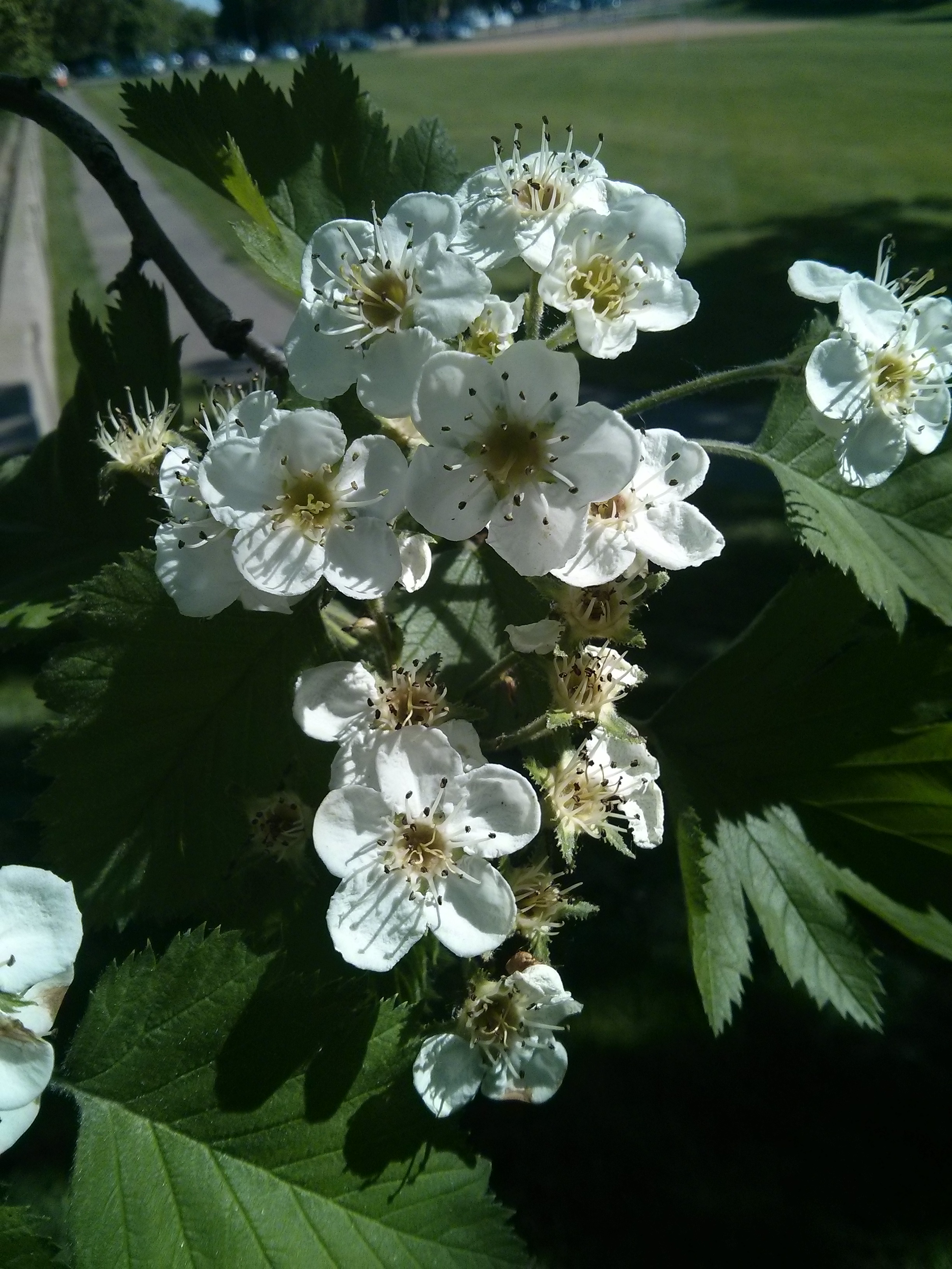 Hawthorn_flowers.jpg
