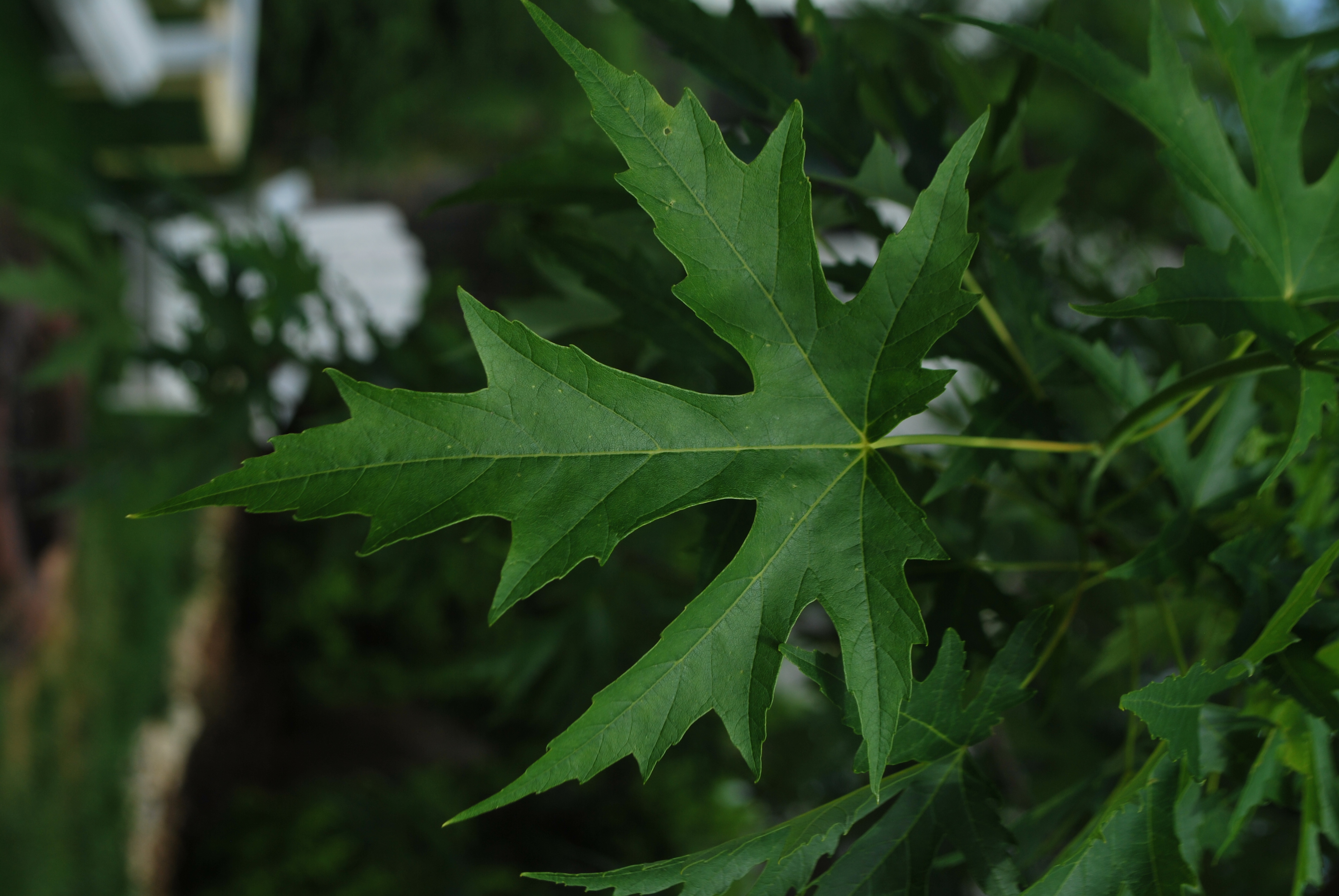 silver_maple_leaf