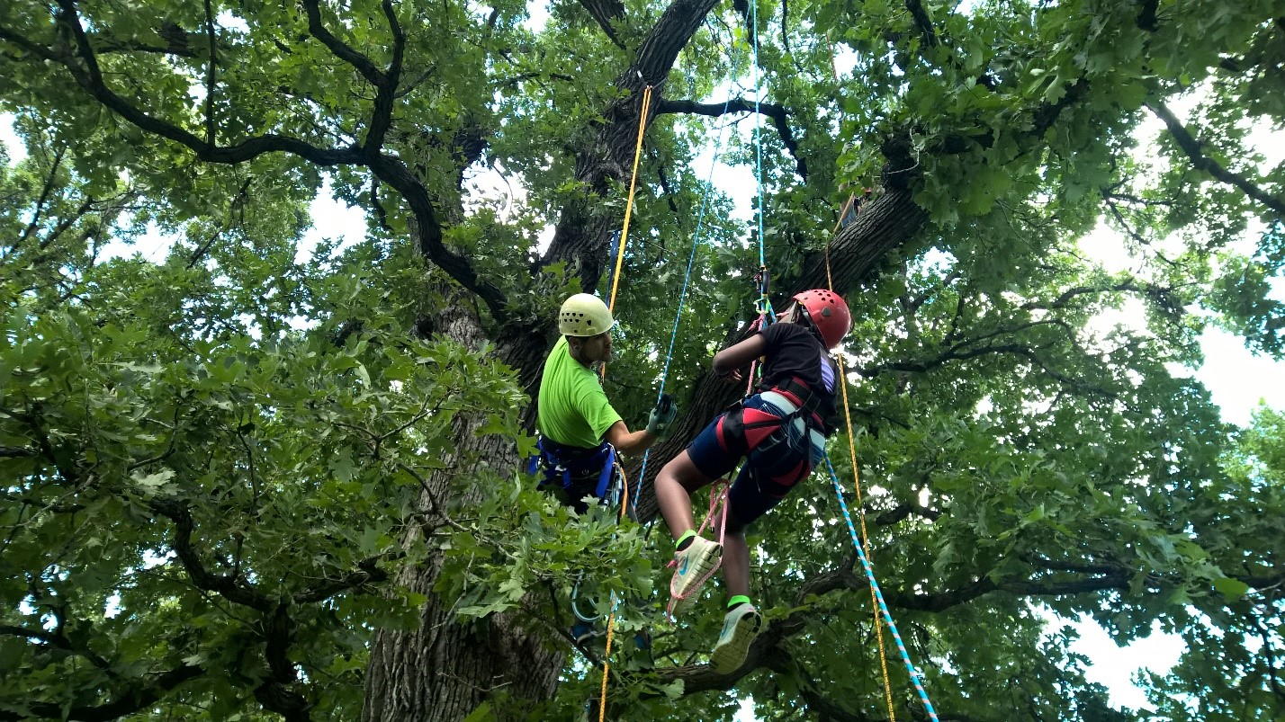 Arborist and child in bur oak climbing on ropes