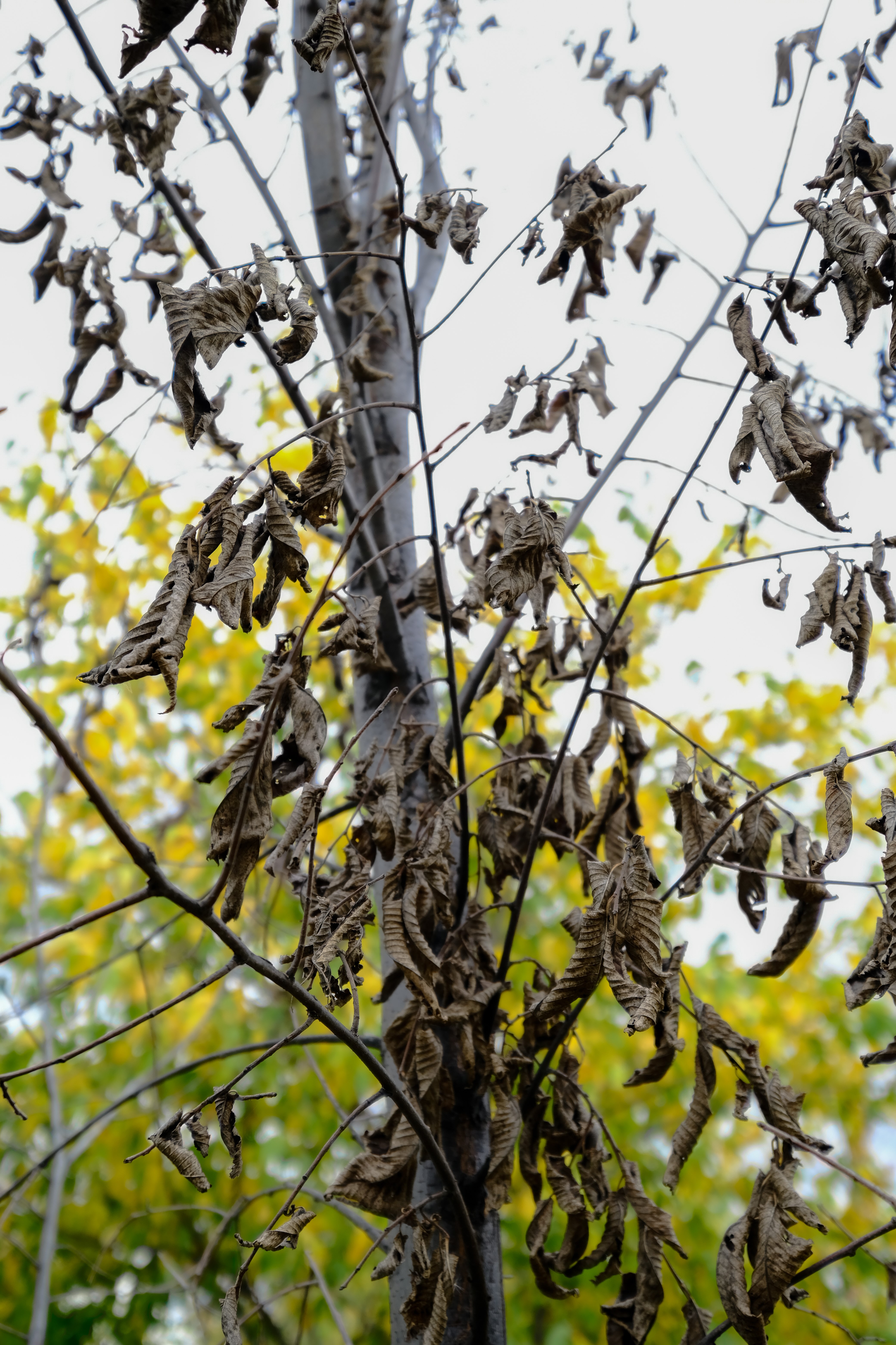 Dying leaves of elm infested by DED
