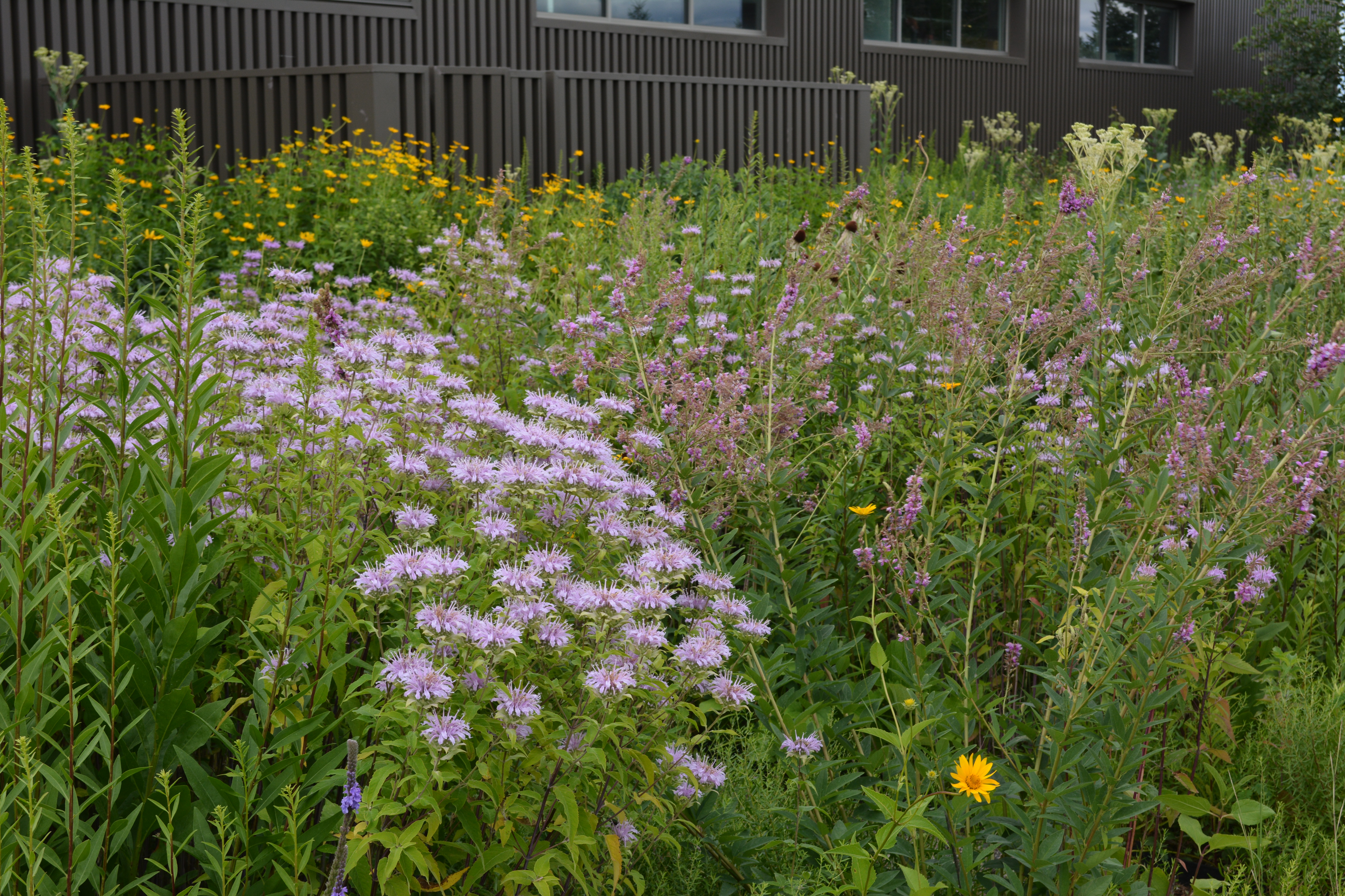 Pollinator garden of purple and yellow flowers in St. Paul