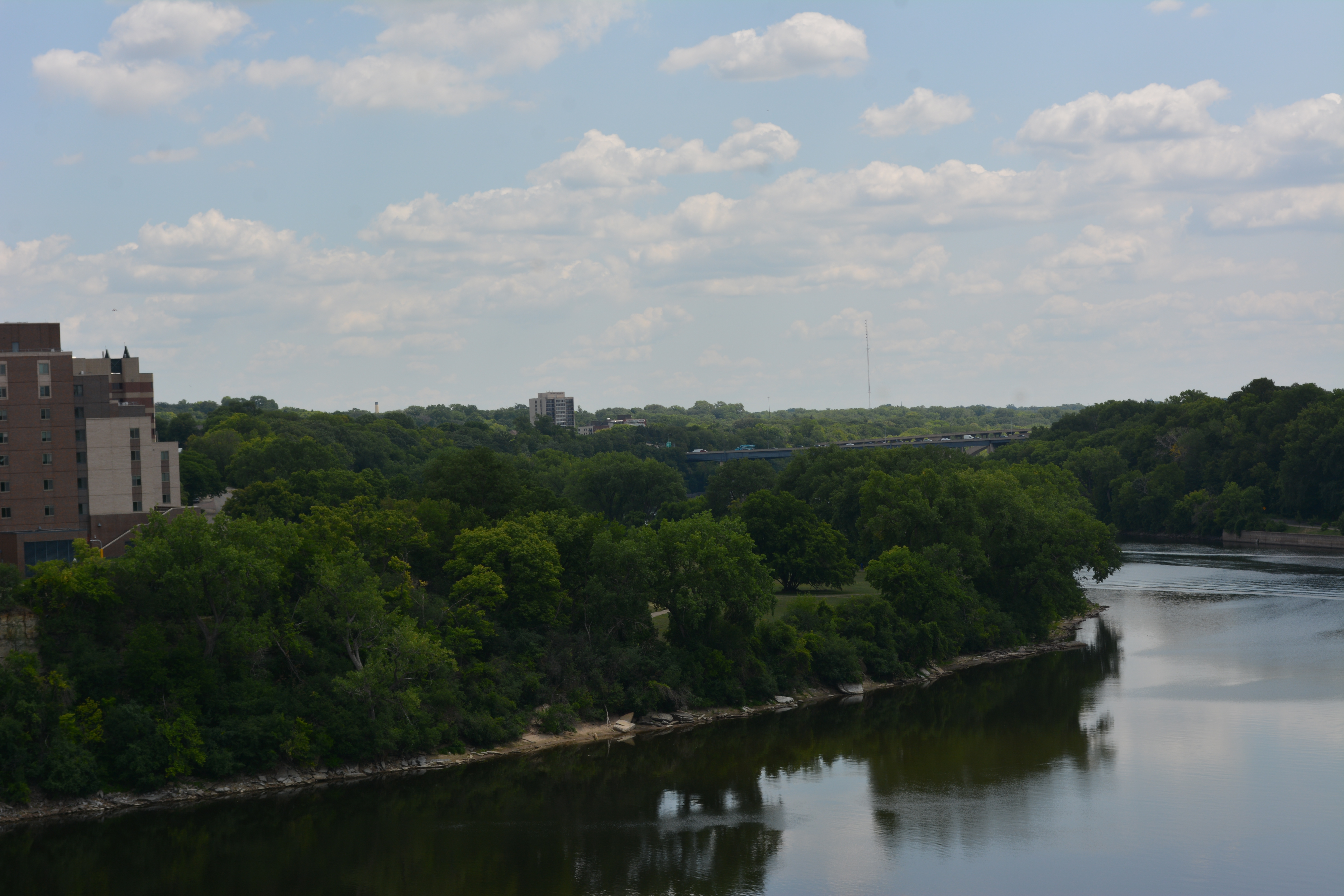 view of the Mississippi River riparian woodland area