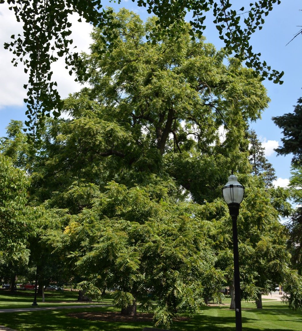 large black walnut tree
