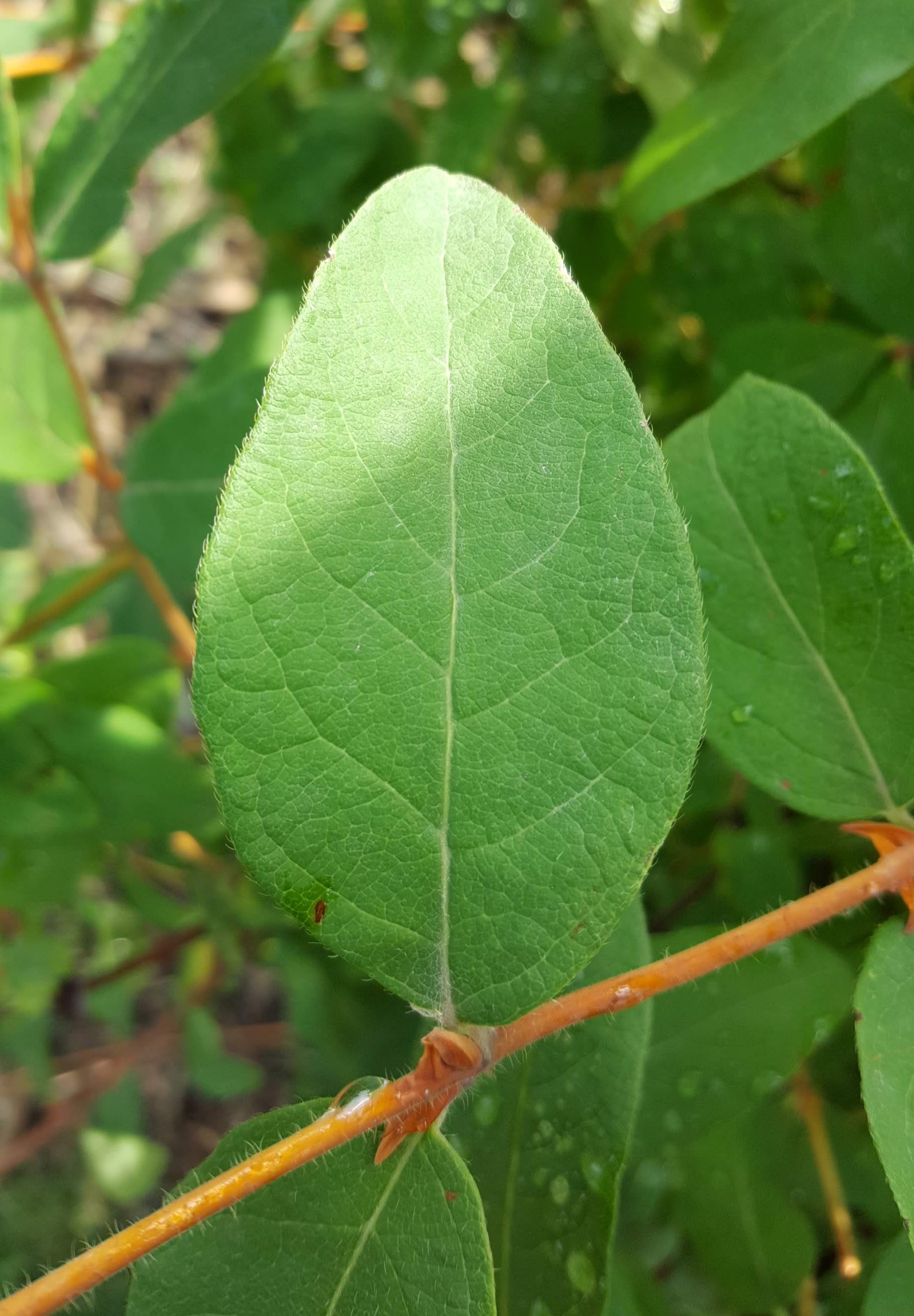 Sugar mountain Kalinka sweetberry honeysuckle leaf