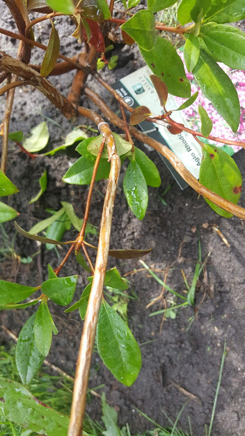 Aglo rhododendron bark