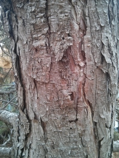 Austrian pine bark