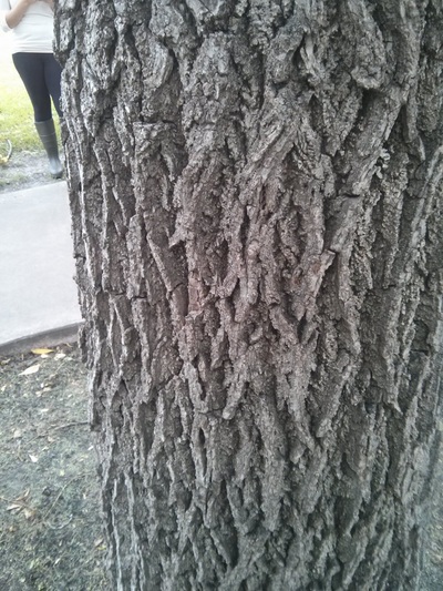  black walnut bark
