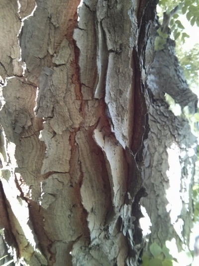 coffeetree-bark