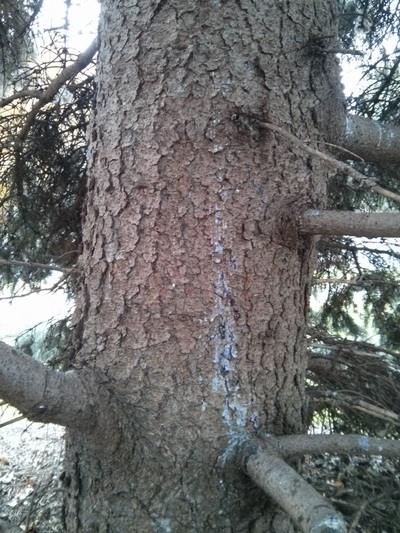 blue spruce bark