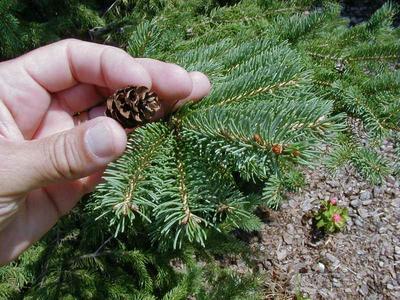 Black Hills spruce cone and foliage