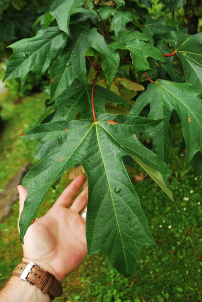 bigleaf maple leaf