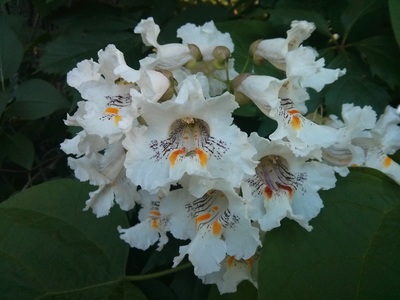 chinesecatalpa-flower