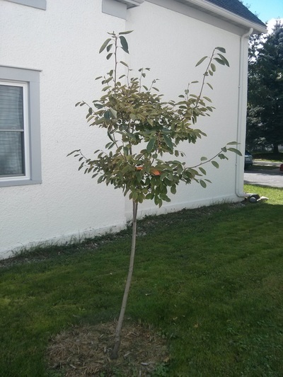 serviceberry tree form
