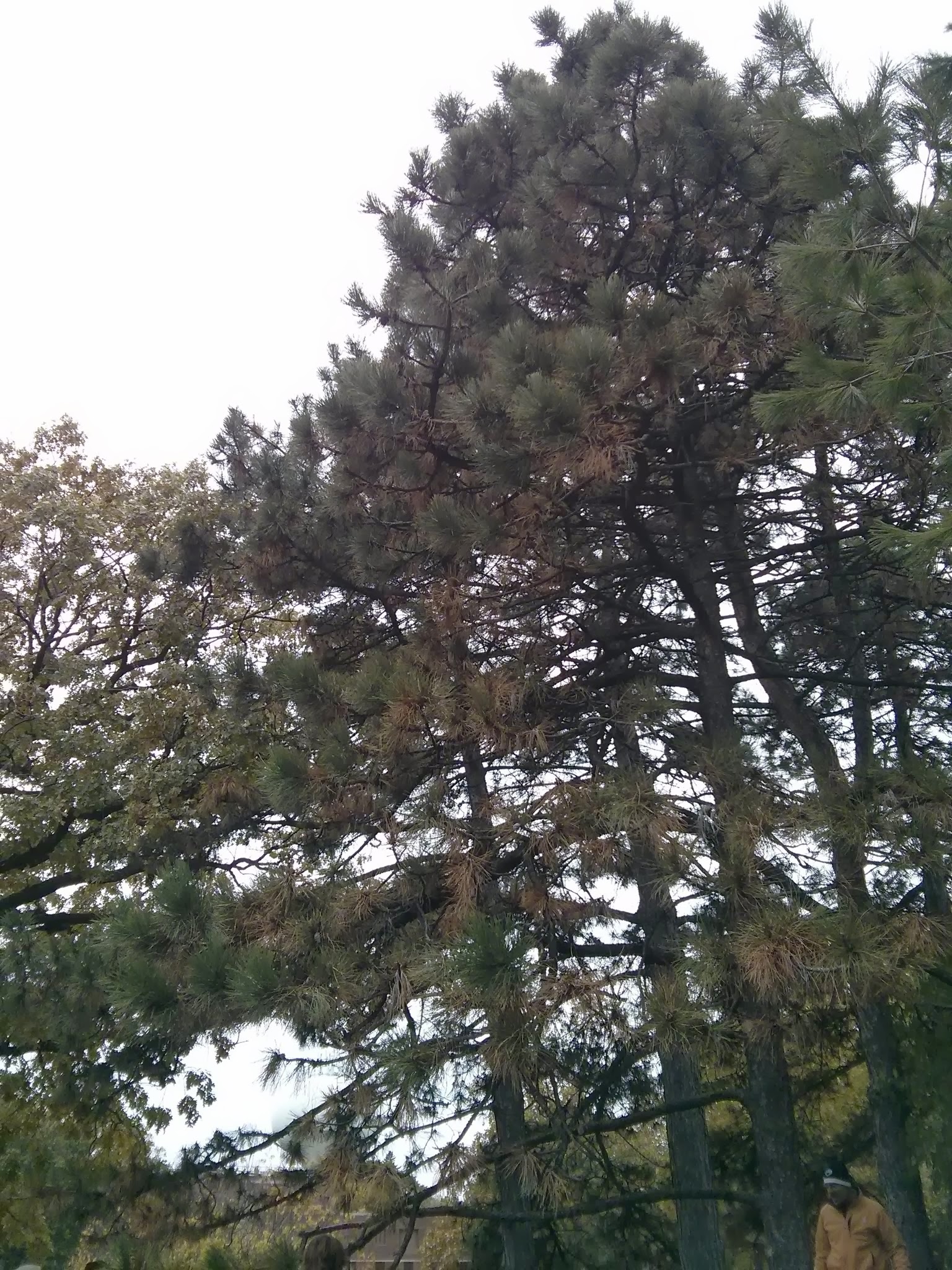 ponderosa pine form