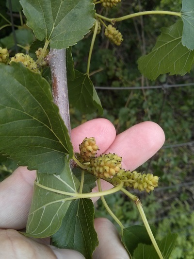 white mulberry fruit