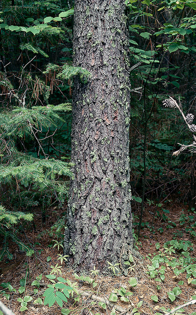 Jack pine bark