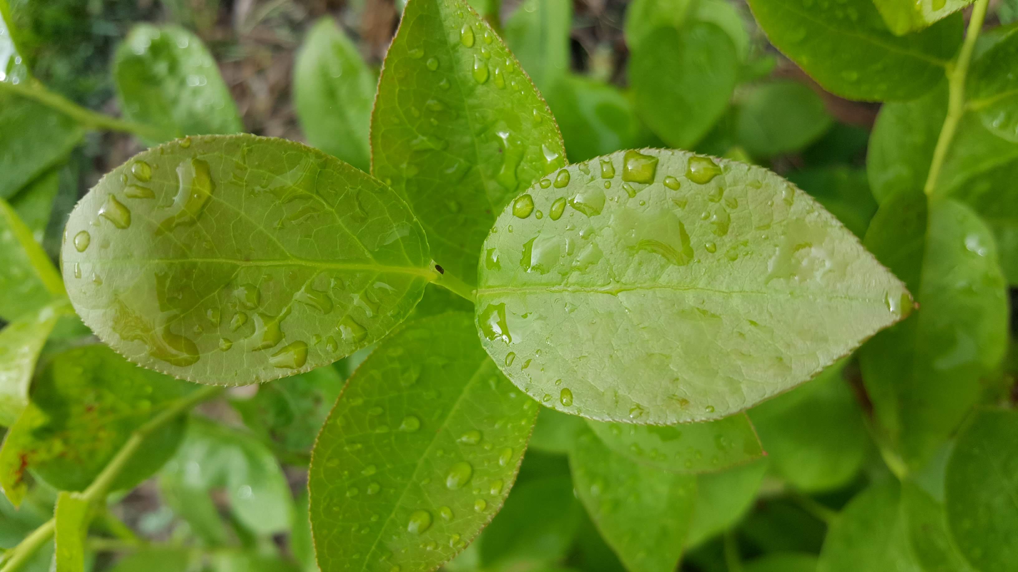St. Cloud blueberry leaf