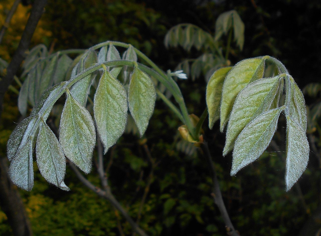 Maackia amurensis leaves
