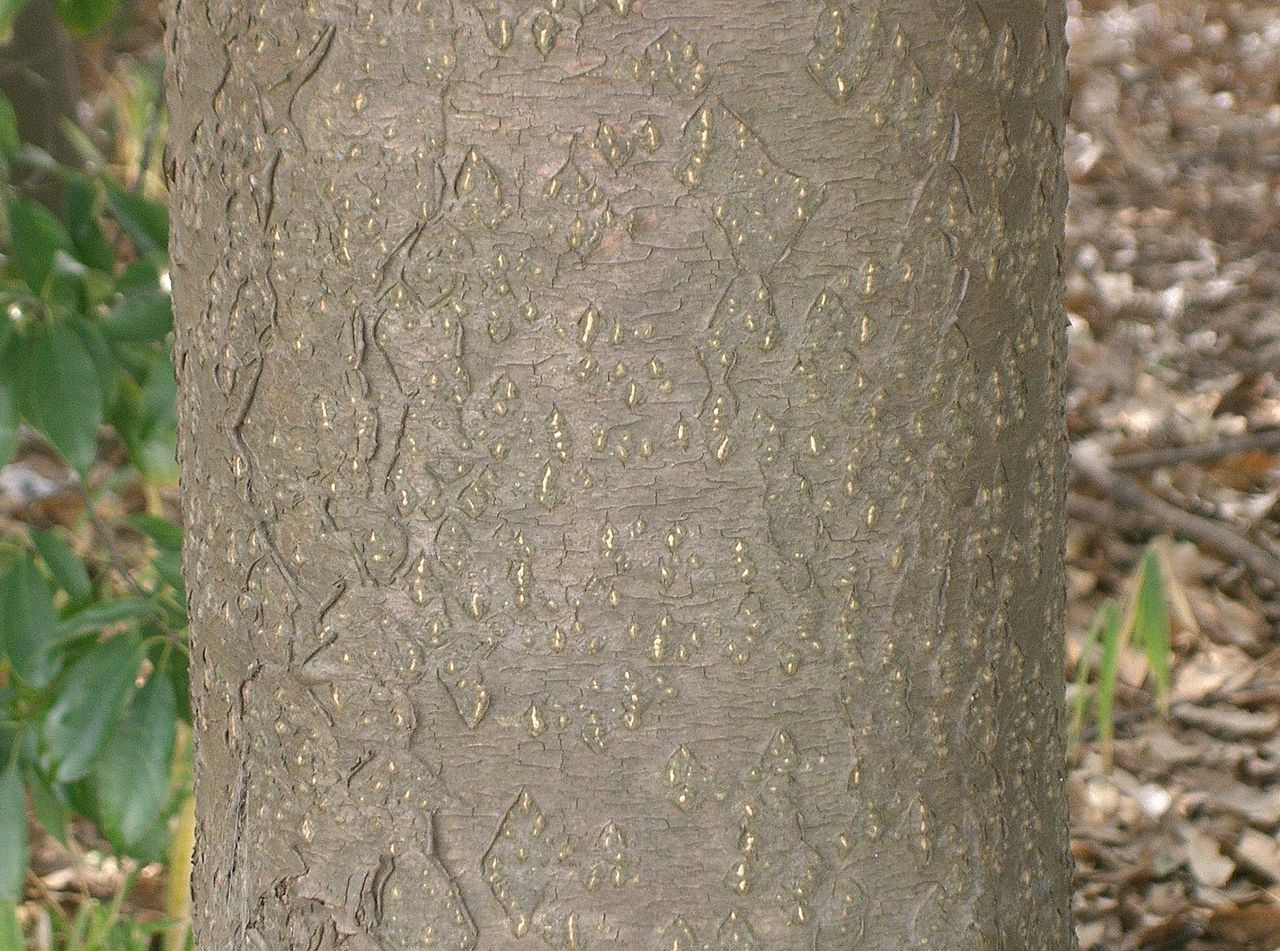 Maackia amurensis bark