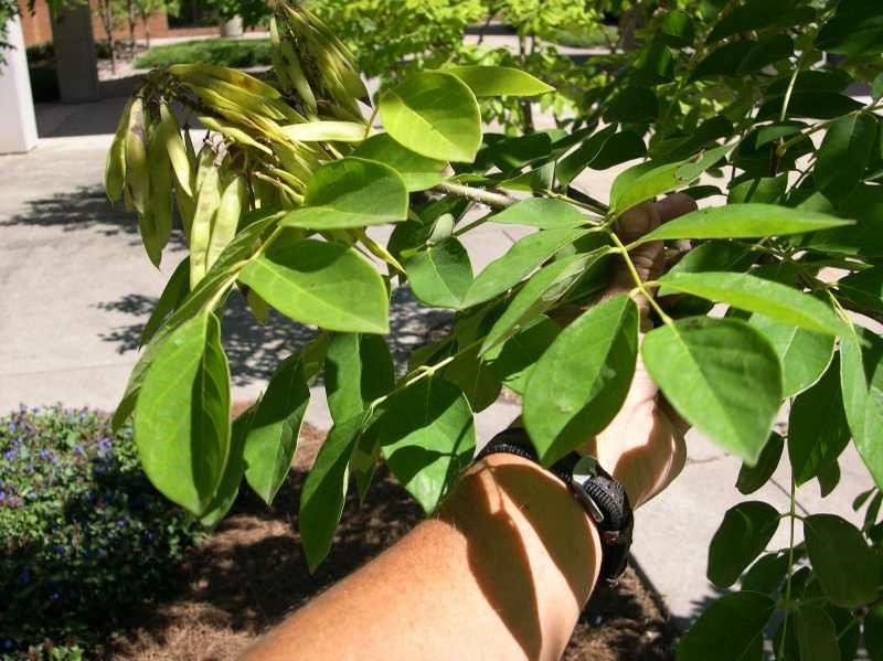 Maackia amurensis leaves pods