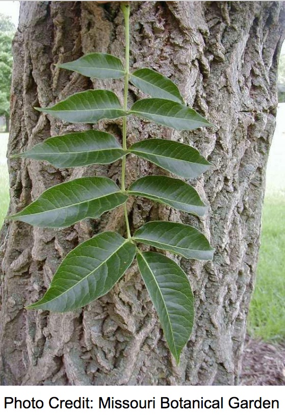 Leaf of the Amur Cork Tree 