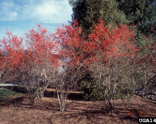 Winterberry Holly Form