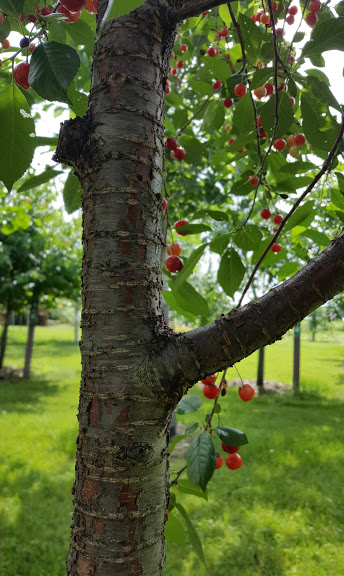 'North Star' sour cherry bark