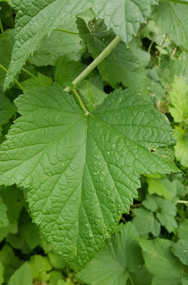 Titania black current leaf